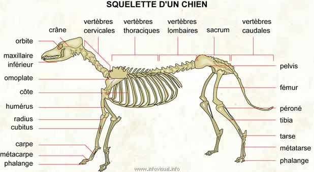 Squelette chien
