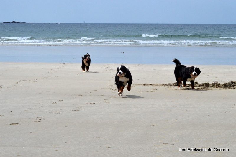 PLAGE DE QUIBERON - PLOUHARNEL