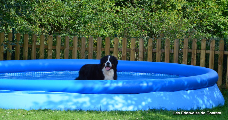 Dans sa piscine