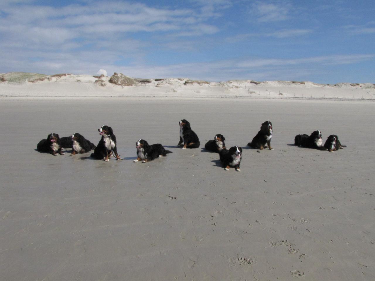 RENCONTRE A LA TORCHE (Finistère)