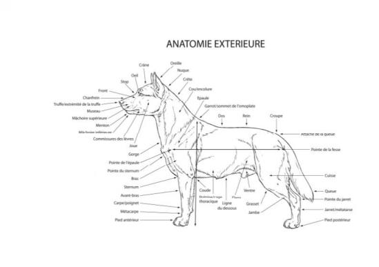 Anatomie extérieure