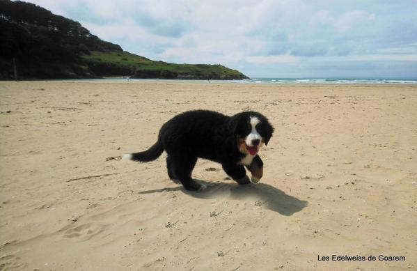 Peps à la plage