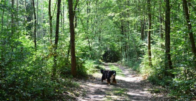 Dans le bois de Soulzmatt