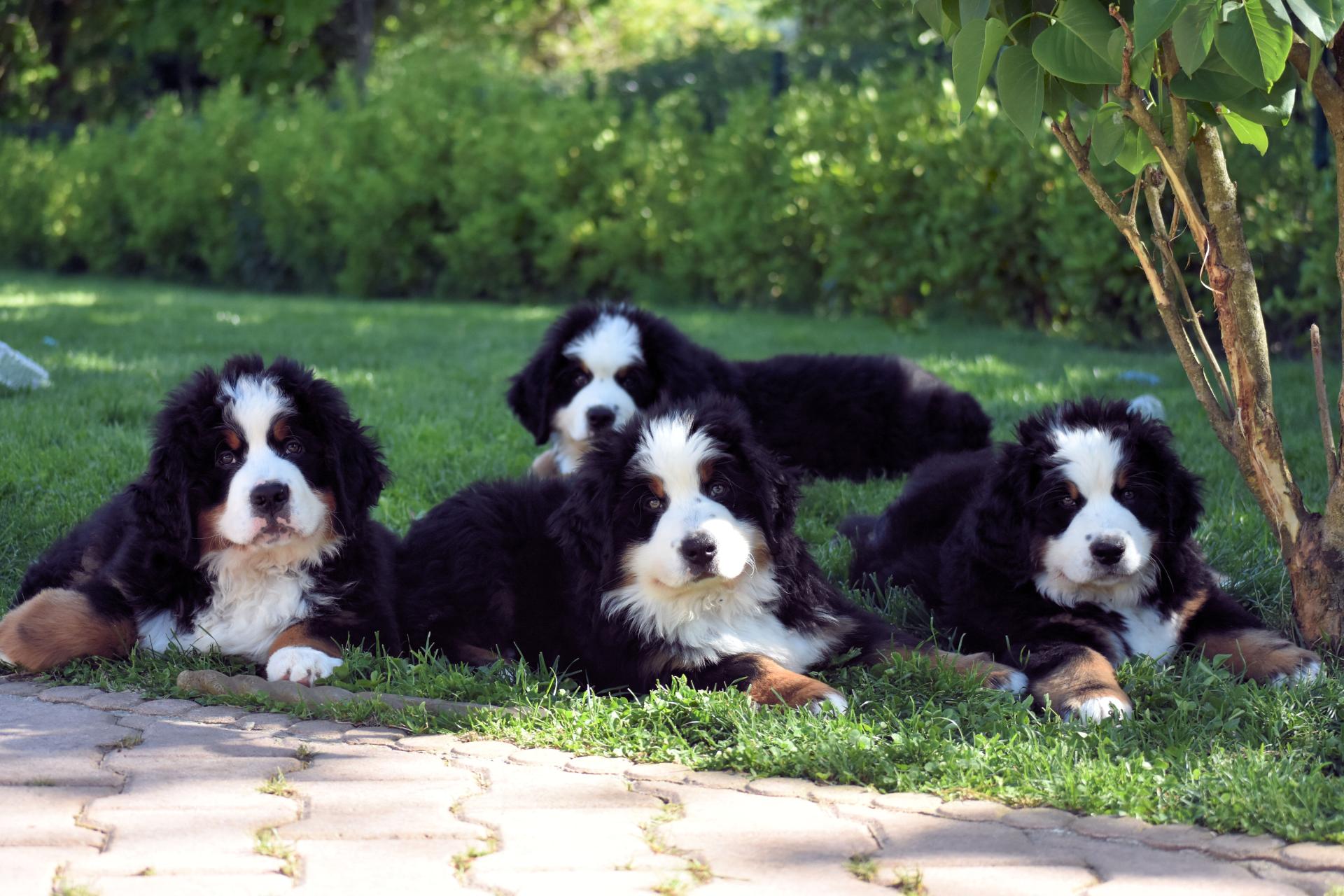 Peps, Pretty, Pollux et Paklap