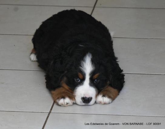 Barnabé 070524